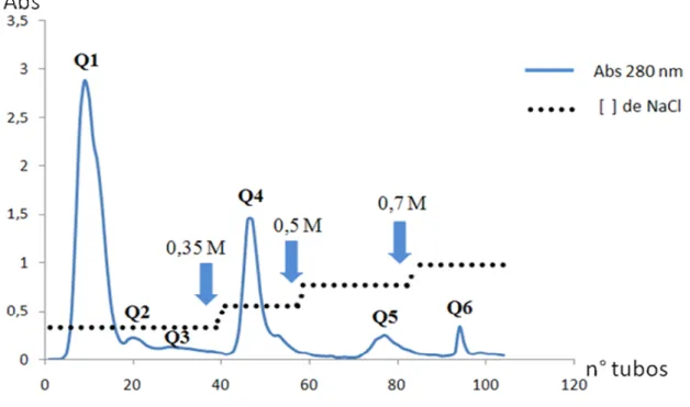 Figura 1- Fracionamento de 120 mg do soro de Cdc em coluna Q-Sepharose Fast  Flow  equilibrada  com  tampão  fosfato  de  sódio  0,5M,  pH  6,5  e  0,02M  de  NaCl