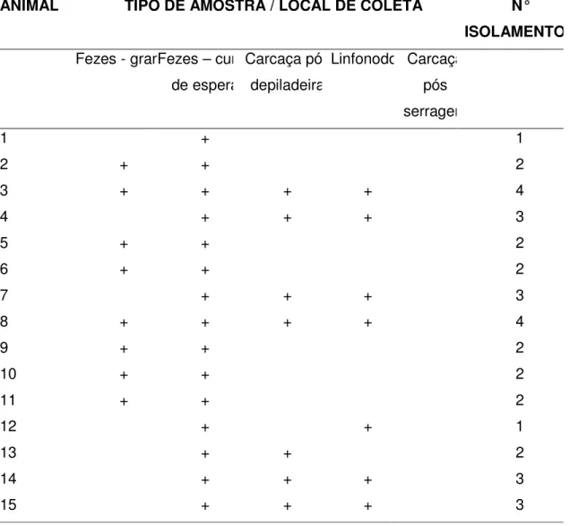 Tabela  6  -  Positividade  para  Campylobacter  spp.  nos  animais  do  lote  B,  individualmente por local amostrado 