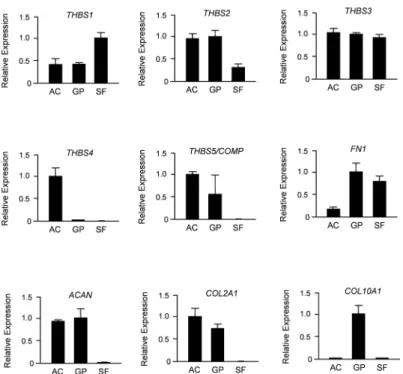 Fig 6. Porcine THBS4 is specifically expressed in articular chondrocytes. Shown are the results of qRT-PCR expression analyses for all members of the THBS family, as well as markers for synovial fibroblasts (FN1), chondrocytes (ACAN, COL2A1) and hypertroph