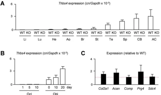 Fig 1. Murine Thbs4 is highly expressed in skeletal tissues. (A) qRT-PCR monitioring Thbs4 expression in various tissues of 15 weeks old widltype (WT) and Thbs4-deficient mice (KO)