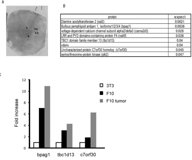 Figure 2. Identification of bpag1 as a tumor antigen recognized by auto-antibodies. (A) An example of the screening output