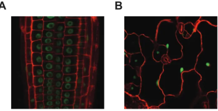 Figure 3. MOS14 localizes to the nucleus. GFP fluorescence in root (A) and epidermal (B) cells from transgenic plants expressing  MOS14-GFP under its own promoter in Col-0 (WT)