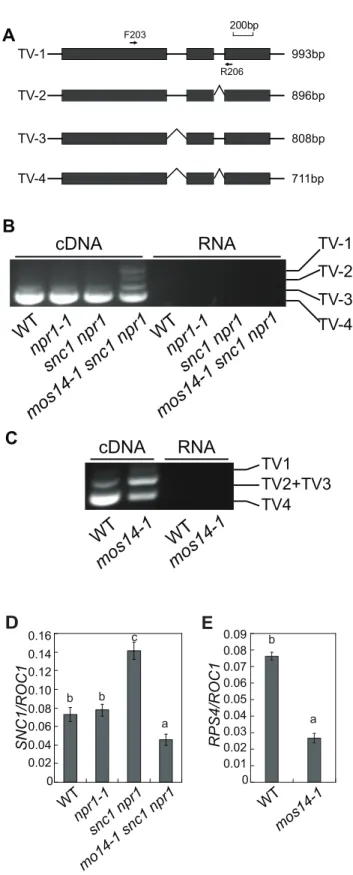 Figure 6. mos14-1 affects the splicing pattern and causes reduced expression of SNC1 and RPS4 