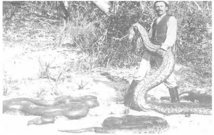 Foto 9: Cobras abatidas no oeste do estado de São Paulo, início do século XX. 