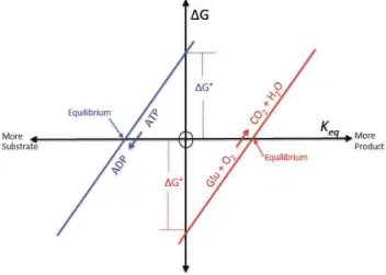Fig. 1. A schematic illustrating the relationship between the free energy change (1G), the free energy change under standard  con-ditions (1G ◦ ), and the equilibrium constant (K eq )