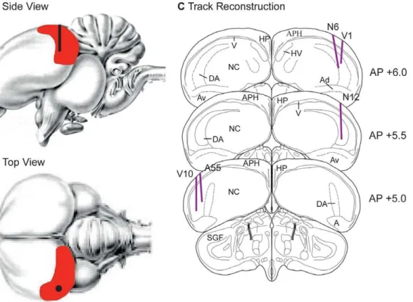Figure 1 shows the electrode track reconstructions for the five birds. There was no evidence of any difference in the recordings from the right and left hemispheres, the dorsal/ventral position of the electrode, or from subject to subject, and so therefore