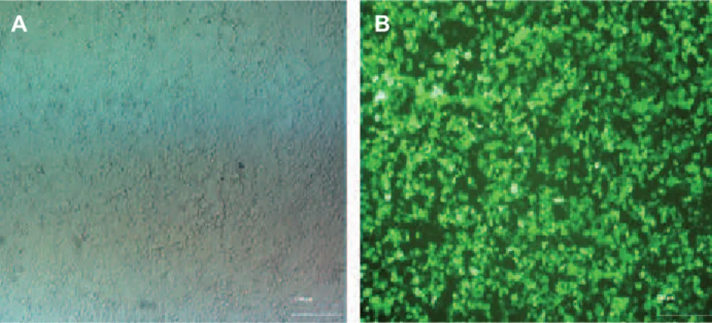 Fig 2: Transfection of HEK-293T for achieving viral particles. Panel A shows the HEK-293T culture
