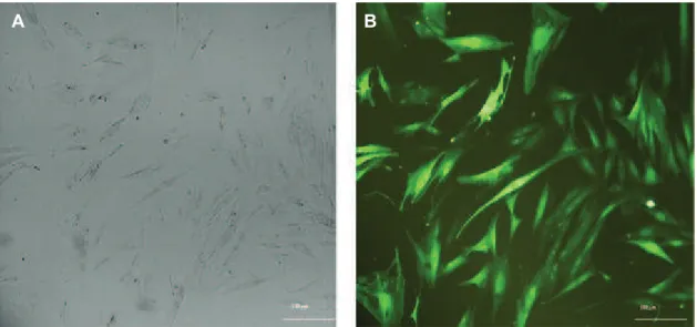 Fig 4: Transduction of adipocyte-derived mesenchymal stem cells (AD-MSCs) by lentiviral particles