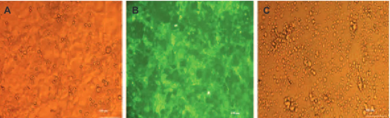 Fig 6: T cell isolation and co-culture with COS-7. Panel A shows COS-7 cells prior to transduction