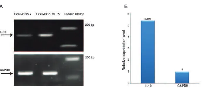 Fig 7: Expression of IL10 as an IL-27 biological activity assay. Panel A shows the results of real time-PCR