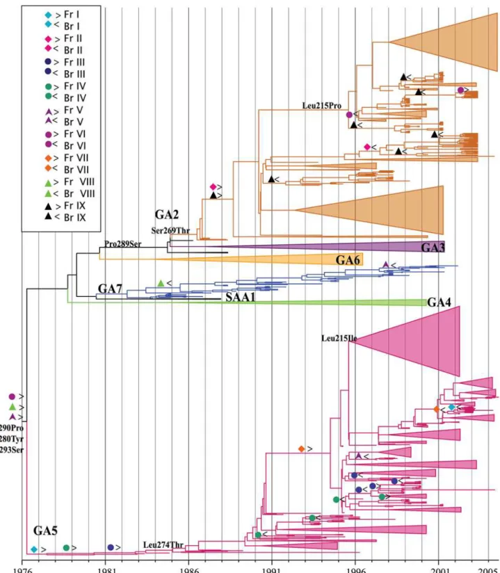 Figure 1. The most parsimonious reconstructions of positively selected sites on the HRSVA phylogeny rooted with the Long and A2 and GA1 strains (not shown for clarity) are depicted