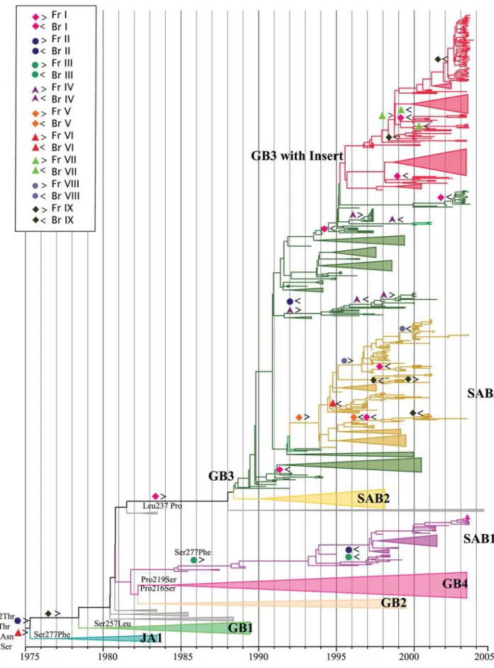 Figure 2. The most parsimonious reconstructions of positively selected sites on the HRSVA phylogeny rooted with the CH18537 and SW860 (not shown for clarity) are shown