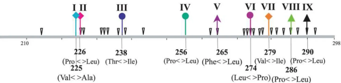 Figure 4. Graphical representation of the third C-terminal hypervariable region of HRSVB G (CH18537)