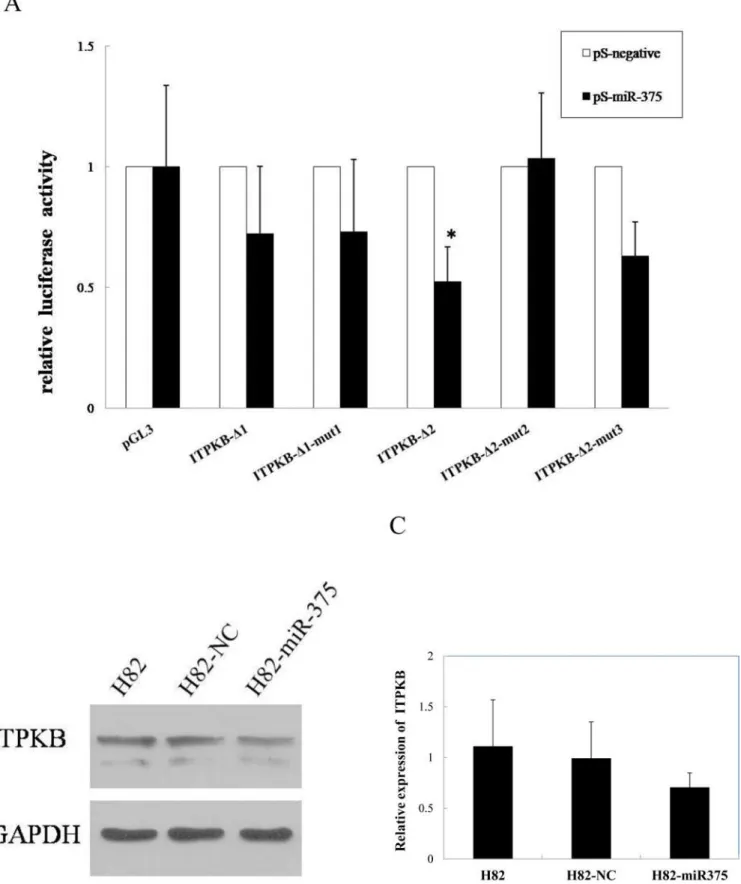 Fig 3. ITPKB: a direct target of miR-375. A, Luciferase activity.The luciferase activity of each sample was normalized by Renilla luciferase activity