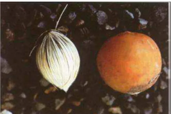 FIGURA 2. Semente (esquerda) e fruto (direita) de Syagrus romanzoffiana (MEEROW, 1991)