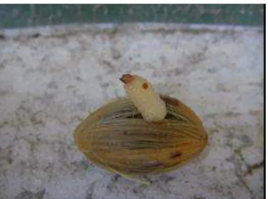 FIGURA 3. Larva de Curcúleo (Revena rubiginosa) encontrada nas sementes de Syagrus  romanzoffiana (BEGNINI, 2008)