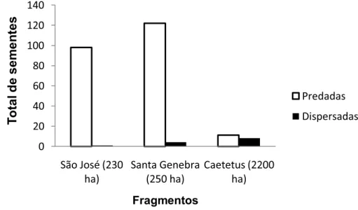 FIGURA 8. Sementes de S. romanzoffiana predadas e dispersadas em três fragmentos florestais de  Mata Atlântica em São Paulo