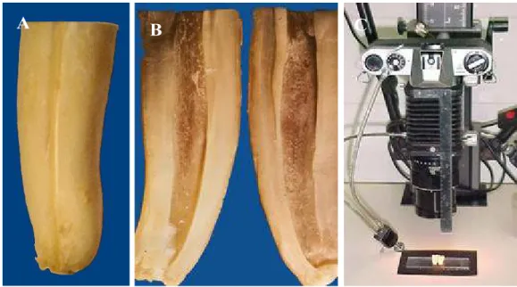 Figura 3: A. canaleta longitudinal na superfície externa da raiz;