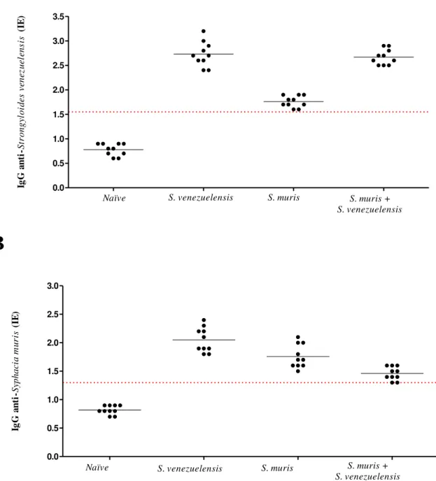 Figura 6. Sororeatividade de IgG pelo teste ELISA e expresso em Índice ELISA (IE), frente  aos  extratos  antigênicos  de  Strongyloides  venezuelensis  (A)  e  Syphacia  muris  (B)  em  amostras de soros de ratos Naïve e infectados dos quatro grupos estud