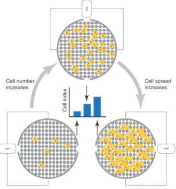 Figure 1. xCELLigence RTCA: impedance-based detection of cell viability and motility. Interdigitated gold microelectrodes on the well bottom (viability – E-plate) or on the bottom side of a filter membrane (motility – CIM-plate 16) detect impedance changes