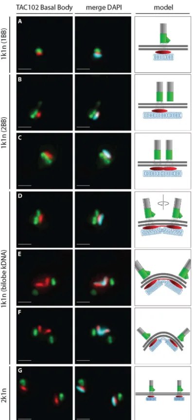 Fig 6. Localization of TAC102 in BSF T. brucei during different stages of kDNA replication.