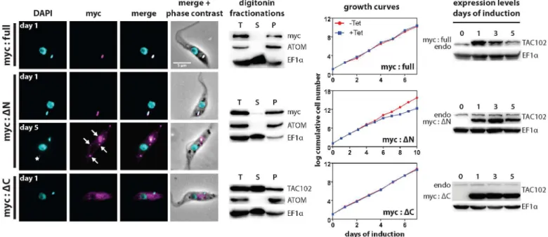 Fig 7. Analysis of truncated versions of TAC102 upon their overexpression. The full-length (myc:full), N-terminally (myc:ΔN) or C-terminally (myc: