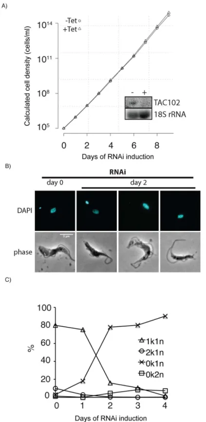 Fig 3. RNAi against TAC102 in BSF cells (γL262P) affects kDNA segregation but not cell growth