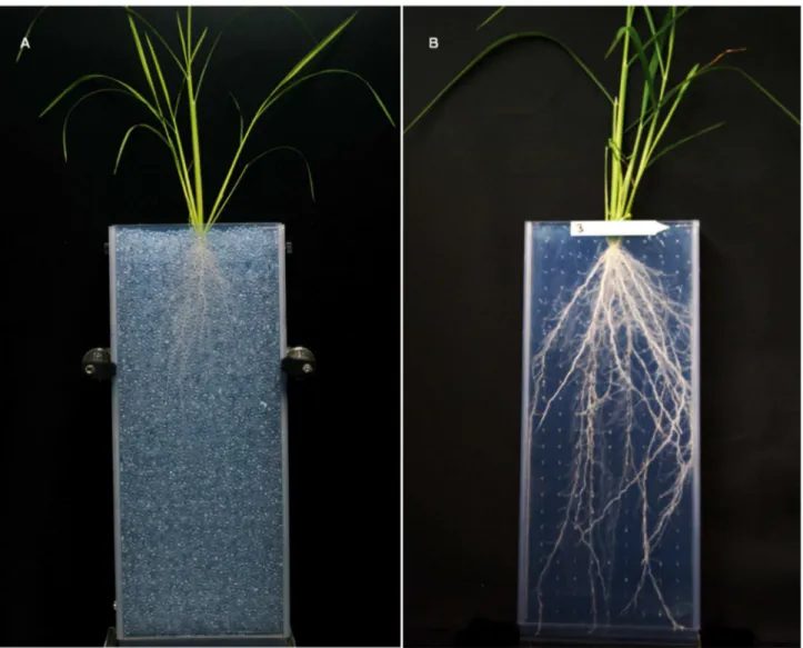 Figure 1.  Rhizoboxes used in the Rhizoscope phenotyping platform.  a. With beads. b. After bead removal.