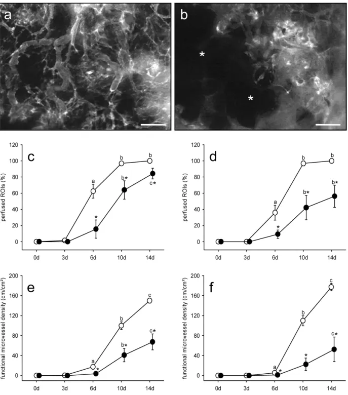 Fig. 3. (a, b)  Intravital luorescence microscopy of the centre of a polyurethane scaffold seeded with microvascular  fragments from an adult (a) and an aged donor mouse (b) at day 14 after implantation into the dorsal skinfold  chamber