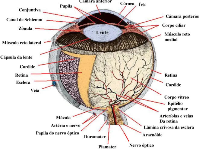Figura 1. Componentes do bulbo ocular (Adaptado de JUNQUEIRA; CARNEIRO, 2004)