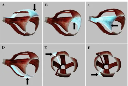 Figura  3.  Esquema  representativo  dos  músculos  do  bulbo  ocular.  Músculo  reto  dorsal  (A  -  seta),  músculo reto medial (B - seta), músculo reto lateral (C - seta), músculo reto ventral (D - seta),  músculo oblíquo dorsal (E - seta) e músculo obl