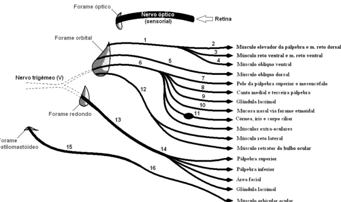 Figura  5.  Diagrama  das  inervações  do  bulbo  ocular.  Nervo  oculomotor  (1),  ramo  dorsal  do  nervo  oculomotor  (2),  gânglio  ciliar  (3),  ramo  ventral  do  nervo  oculomotor  (4),  nervo  troclear  (5),  nervo  oftálmico  (6),  nervo  supraorb