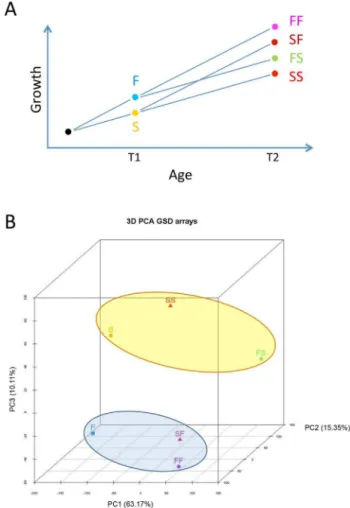 Figure 1. Experimental design and overall transcriptomic results. A) Experimental design involving European sea bass subjected to food restriction at different times during the sex differentiation period