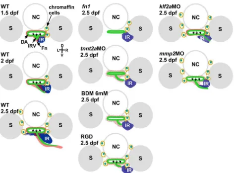 Figure 8. Schematic representation of interrenal steroidogenic tissue (IR) and chromaffin cell integration that takes place in the vicinity of the DA and extending IRV