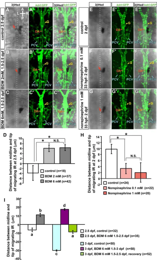 Figure 2. Effects of 2,3-BDM and norepinephrine on morphogenetic movements of interrenal tissue