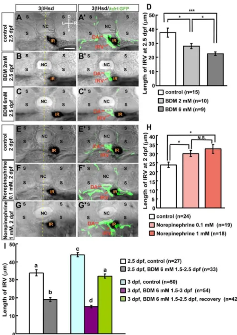 Figure 3. Effects of 2,3-BDM and norepinephrine on IRV formation. For repression of blood flow, Tg(kdrl: GFP) s843 embryos were treated with (A–A’) vehicle (control), or 2,3-BDM at a concentration of (B–B’) 2 mM or (C–C’) 6 mM from 1.5 dpf, and harvested a
