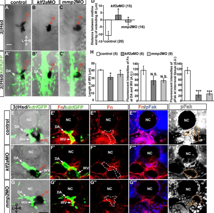 Figure 5. Suppression of interrenal tissue migration in klf2a and mmp2 morphants. Dorsal view of interrenal steroidogenic tissue (IR, red arrows) as detected by 3b-Hsd activity staining, with adjacent vasculature marked by GFP expression