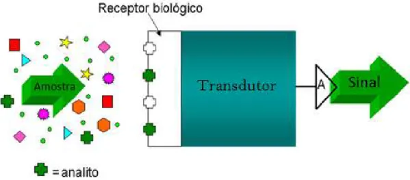 Figura 4: Esquema da estruturação de um biossensor.  