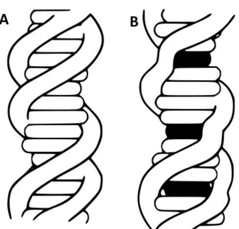 Figura  6:  A intercalação induz distorções estruturais. A.  fita de DNA  inalterado. B