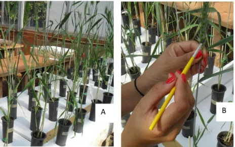Figura  2  –  Experimento  de  antibiose  de  trigo  a  S.  avenae  em  espigas  de  trigo