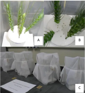 Figura  3  -  Experimento  de  não-preferência.  A  –  Copo  com  espigas  de  quatro cultivares de trigo