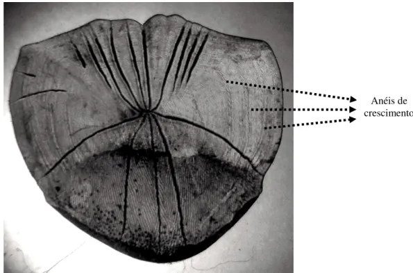 FIGURA 3 Escama de Hoplias malabaricus mostrando os anéis de crescimento. Foto: Janainna Martins 