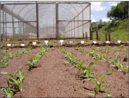 FIGURA 2. Emergência das plântulas em campo para  sementes  de  milho-doce,  híbrido       DO-04, doze dias após a semeadura