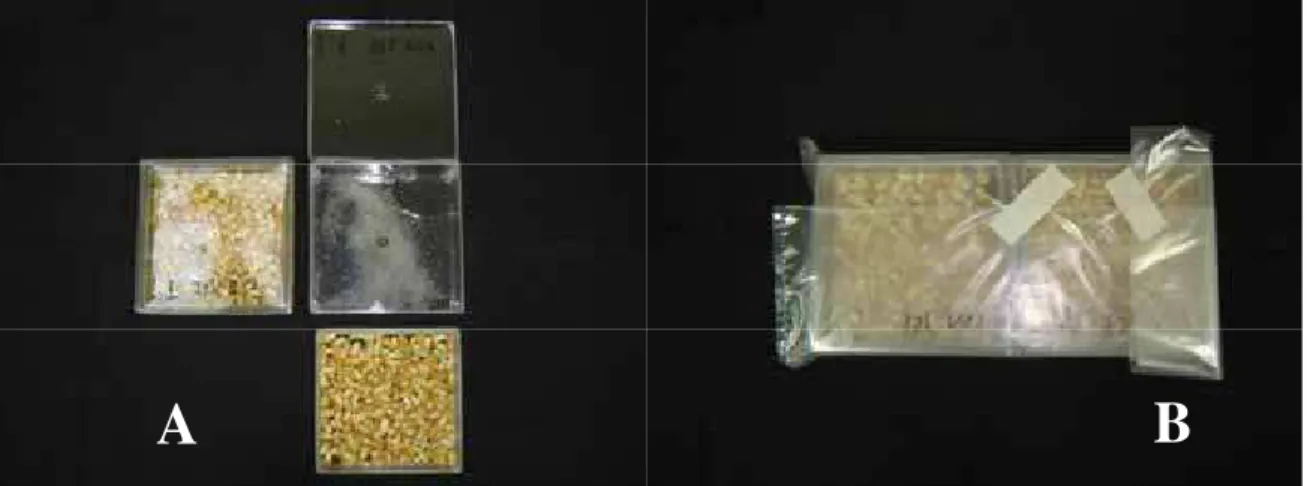 FIGURA 3. Caixas plásticas apresentando as diferentes partes (A) e fechadas e embaladas (B),  com sementes de milho-doce, híbrido DO-04, antes de serem colocadas na câmara  para o envelhecimento acelerado