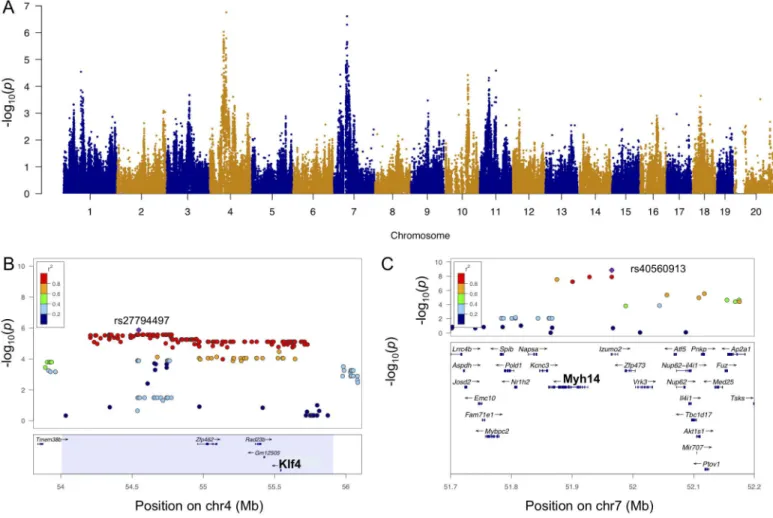 Fig 6. Genome-wide association for week 3 LVM. A. Manhattan plot for week 3 LVM. B. Regional plot for week 3 LVM around peak SNP rs27794497 (purple)