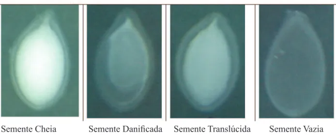 FIGURA 1. Imagens radiográicas de sementes de abóbora (Cucurbita moschata). 