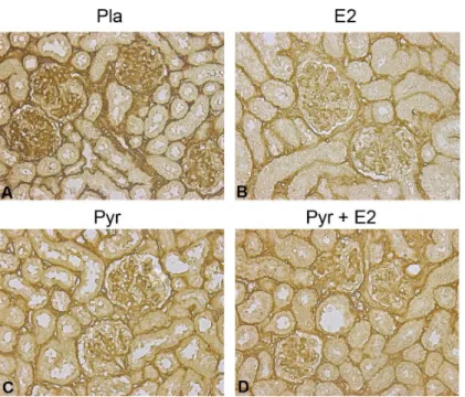 Fig 3. Age-related glomerular collagen deposition is reduced after pyridoxamine (Pyr) and 17β- 17β-estradiol treatment