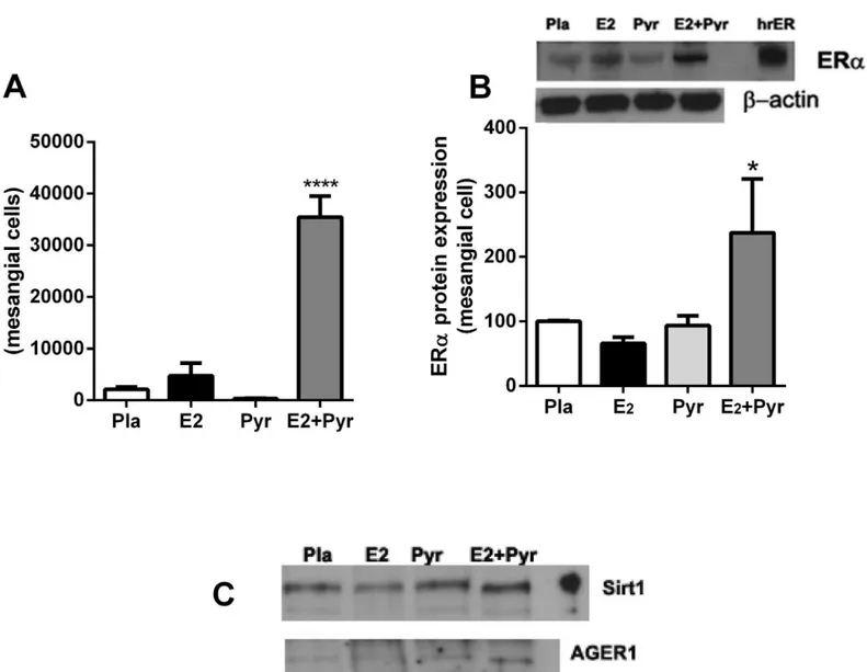 Fig 5. Mesangial cells isolated from aged female mice treated with pyridoxamine and 17β-estradiol maintain a phenotypic switch with increased ERα, SIRT1 and AGER1 mRNA expression