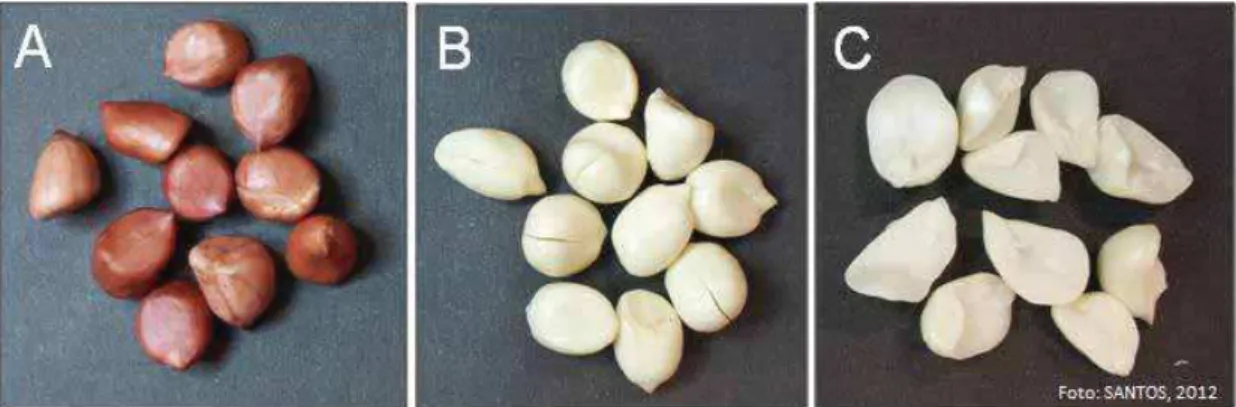 Figura 3. Preparo de sementes de amendoim utilizado para ambos os cultivares, no  entanto, exemplificada para o cv