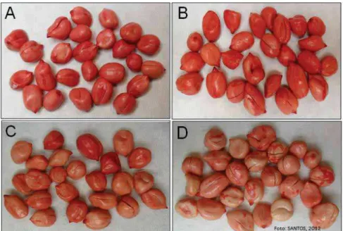 Figura 9. Coloração de sementes de amendoim sem tegumento, cultivar IAC Tatu ST,  submetidas à solução de tetrazólio, por duas horas a 40 ºC, nas  concentrações 0,2% (A), 0,1% (B), 0,075% (C) e 0,05% (D), após  pré-condicionamento por 16 horas a 25 ºC, dir